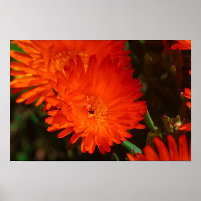 Affiche Afrique du Sud Vert Orange Fleurs Succulentes (Devant)