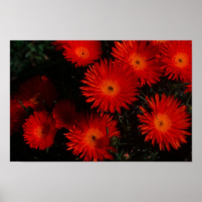 Affiche Afrique du Sud Vert Orange Fleurs Succulentes (Devant)