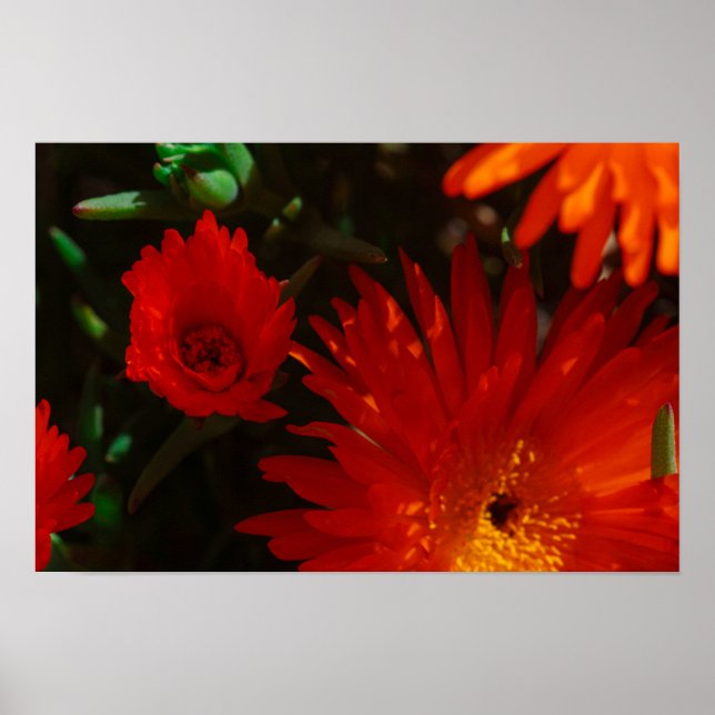 Affiche Afrique du Sud Vert Orange Fleurs Succulentes (Devant)