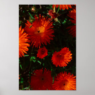 Affiche Afrique du Sud Vert Orange Fleurs Succulentes