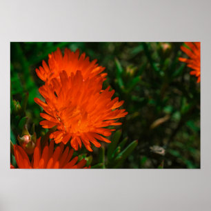 Affiche Afrique du Sud Vert Orange Fleurs Succulentes