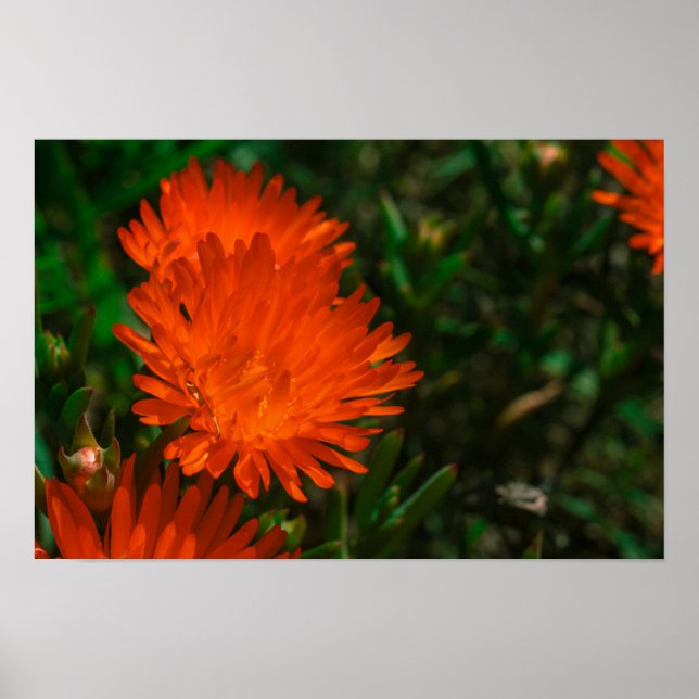 Affiche Afrique du Sud Vert Orange Fleurs Succulentes (Devant)