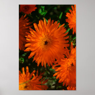 Affiche Afrique du Sud Vert Orange Fleurs Succulentes