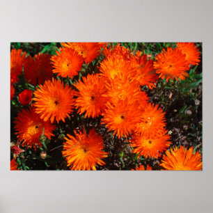 Affiche Afrique du Sud Vert Orange Fleurs Succulentes