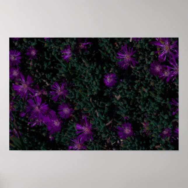 Affiche Afrique du Sud Vert pourpre Fleurs Succulentes (Devant)