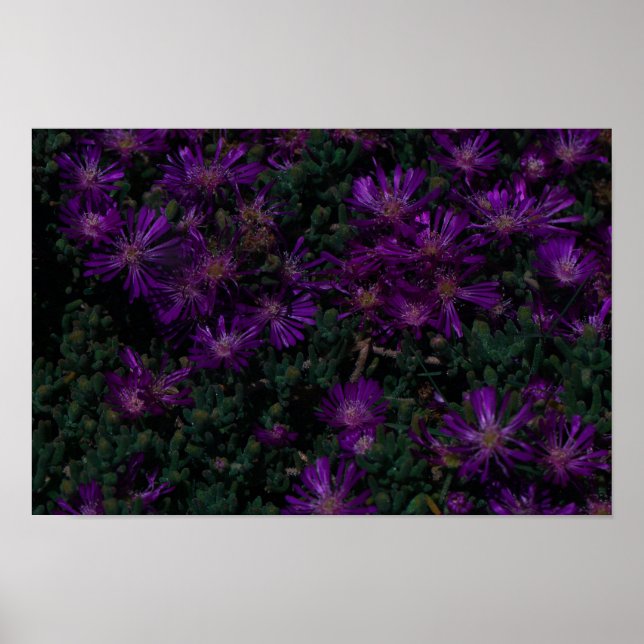 Affiche Afrique du Sud Vert pourpre Fleurs Succulentes (Devant)