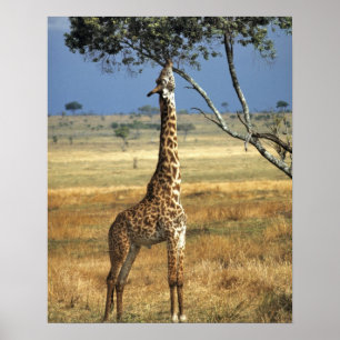 Affiche Afrique, Kenya, Amboseli NP. A Common, ou Masai,