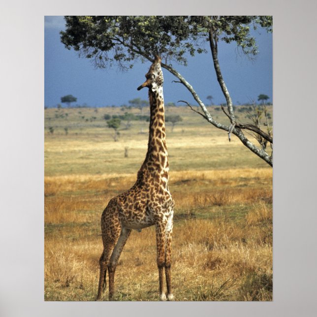 Affiche Afrique, Kenya, Amboseli NP. A Common, ou Masai, (Devant)