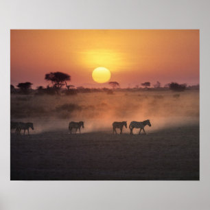 Affiche Afrique, Kenya, Amboseli NP. Zèbres marchent vers