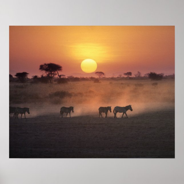 Affiche Afrique, Kenya, Amboseli NP. Zèbres marchent vers (Devant)