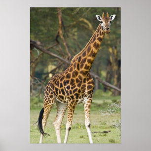 Affiche Afrique. Kenya. Girafe de Rothschild au lac 2