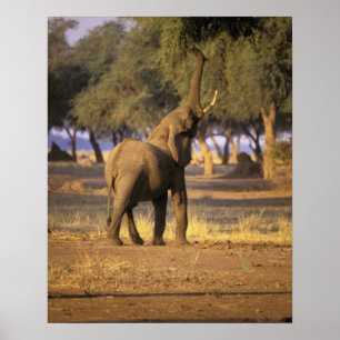 Affiche Afrique, Kenya, Masaï Mara. Eléphant (Loxodonta)