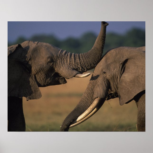 Affiche Afrique, Kenya, Masai Mara Game Reserve, Deux Taur (Devant)