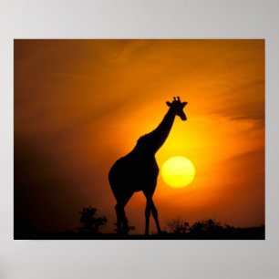 Affiche Afrique, Kenya, Masai Mara. Girafe (Giraffa