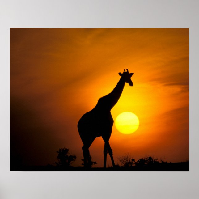 Affiche Afrique, Kenya, Masai Mara. Girafe (Giraffa (Devant)