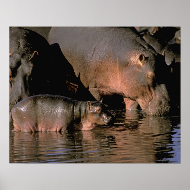 Affiche Afrique, Kenya, Masaï Mara. Hippopotame commun (Devant)