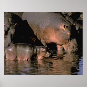 Affiche Afrique, Kenya, Masai Mara. Hippopotames communs