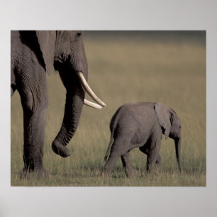 Affiche Afrique, Kenya, Parc national d'Amboseli. Africain