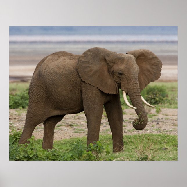 Affiche Afrique. Tanzanie. Éléphant au lac Manyara NP. (Devant)