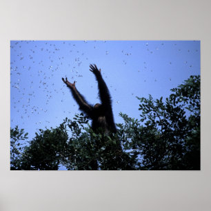 Affiche Afrique, Tanzanie, Glitter atteint en vol