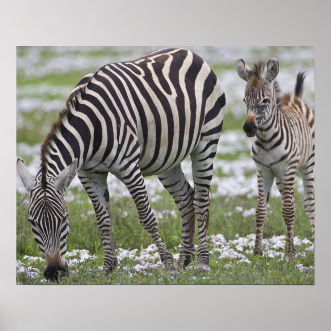Affiche Afrique. Tanzanie. Mère Zebra et colt à (Devant)