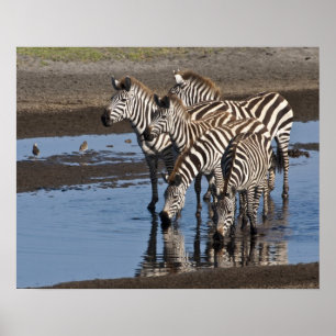 Affiche Afrique. Tanzanie. Zèbres buvant à Ndutu