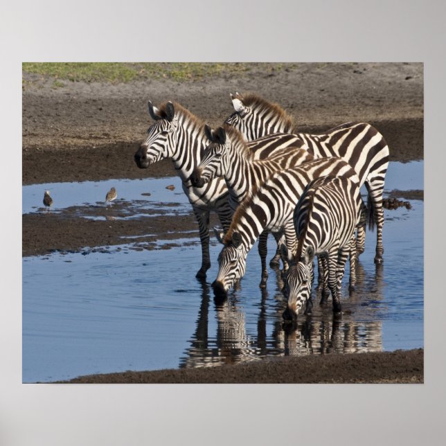 Affiche Afrique. Tanzanie. Zèbres buvant à Ndutu (Devant)
