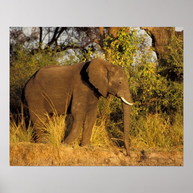 Affiche Afrique, Zimbabwe, Parc national des chutes Victor (Devant)