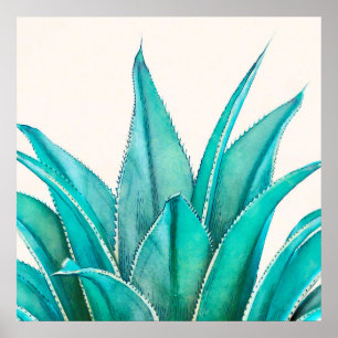 Affiche Agave