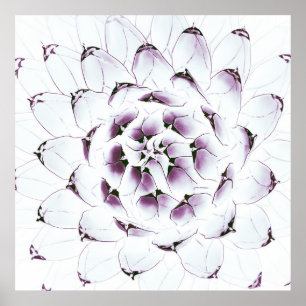 Affiche Agave Cactus Poster/Print