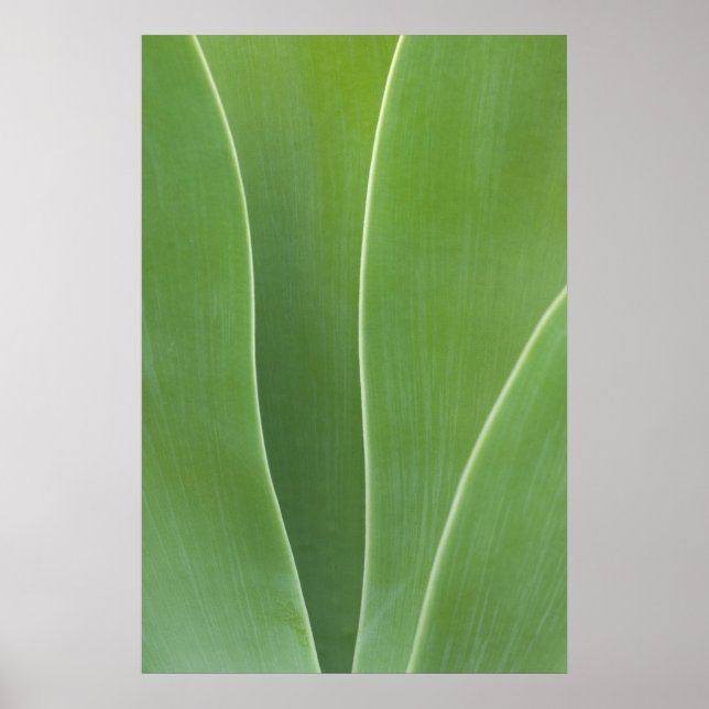 Affiche Agave Plant Close Up (Devant)