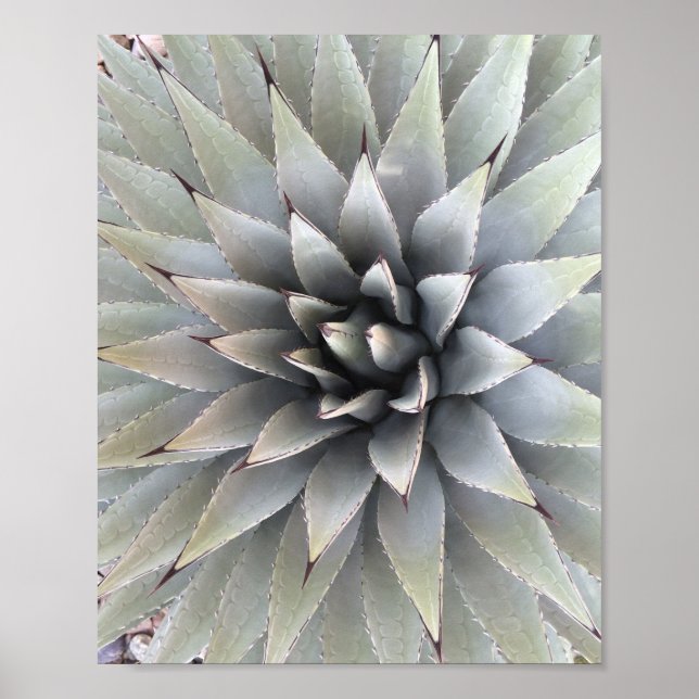 Affiche Agave Plante Succulent Bleu Cactus Tequila Désert (Devant)