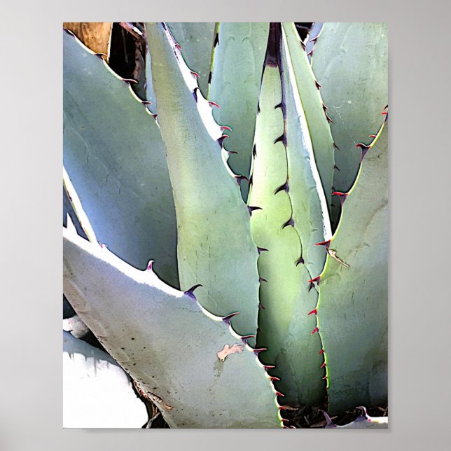 Affiche Agave Plante Succulent Bleu Cactus Tequila Désert (Devant)