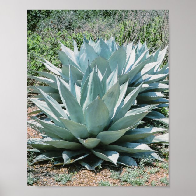 Affiche Agave Plante Succulent Cactus Vert sauge gris (Devant)