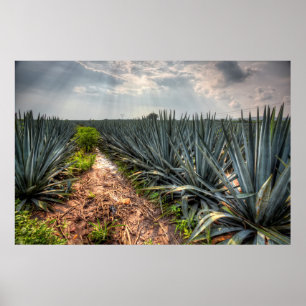 Affiche Agave Tequilana
