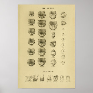 Affiche Âge de cheval par l'affiche dentaire d'anatomie de