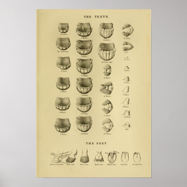 Affiche Âge du cheval par dents Graphique Anatomie dentair (Devant)