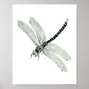Affiche Agender Pride Vintage Dragonfly Art