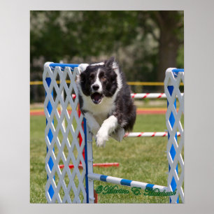 Affiche Agilité border collie