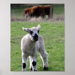 Affiche Agneau de printemps - Tirages d'art