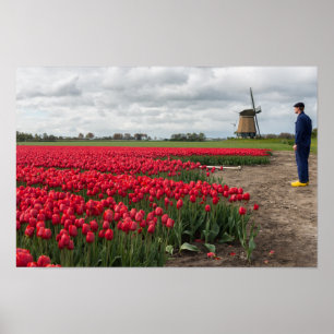 Affiche Agriculteur inspectant ses tulipes et moulin à