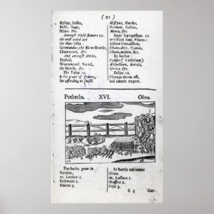 Affiche Agriculture de plante 'des pictus de sensualité