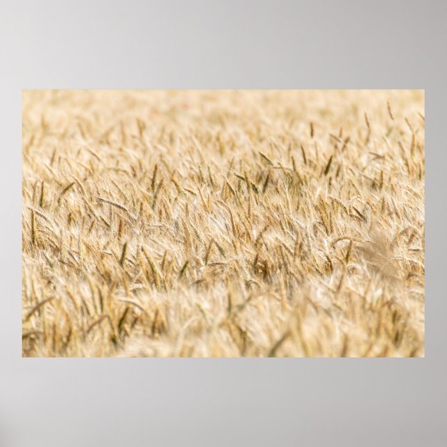 Affiche Agriculture mûre des champs de céréales (Devant)