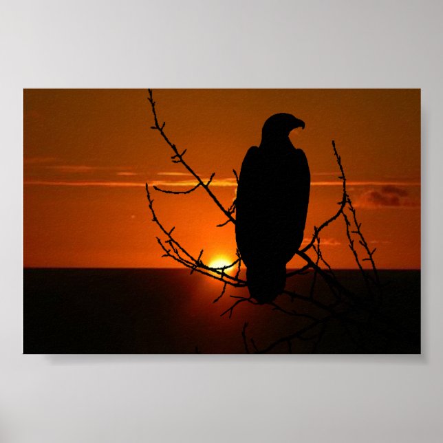 Affiche Aigle (Devant)