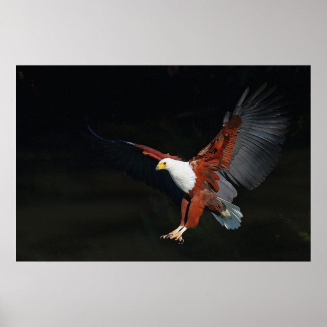 Affiche Aigle (Devant)