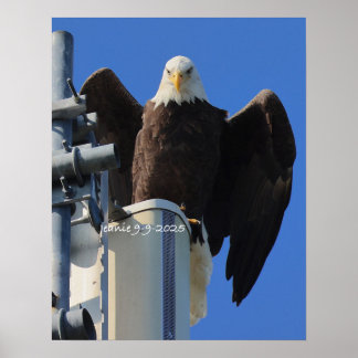 Affiche Aigle
