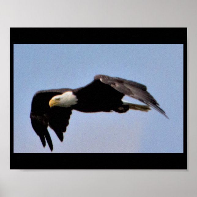 Affiche Aigle (Devant)