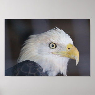Affiche Aigle