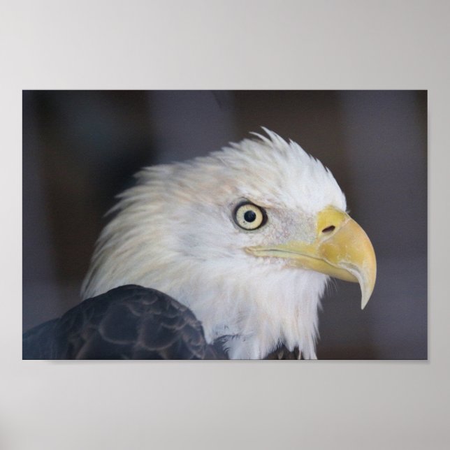 Affiche Aigle (Devant)