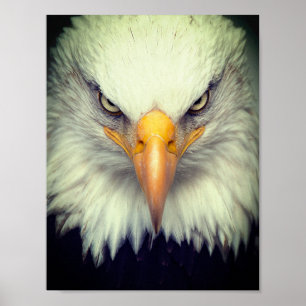 Affiche Aigle